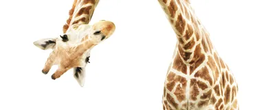 Photo of a giraffe bending over to stare at the camera against a white background. 