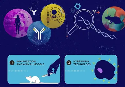 An infographic shows antibody production steps.