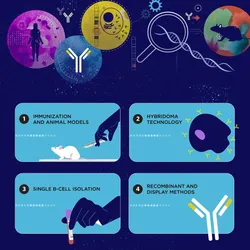 An infographic shows antibody production steps.