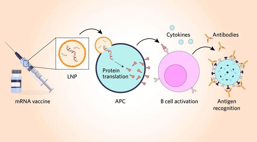 How an mRNA vaccine stimulates an immune response. RNA encoding a desired antigen is delivered to an antigen-presenting cell (APC), often via lipid nanoparticle (LNP). mRNA is translated into a protein that APCs display to the immune system, leading to cytokine production, B cell activation, and antigen-specific antibodies that recognize and target antigen sources such as viruses to protect against infection.