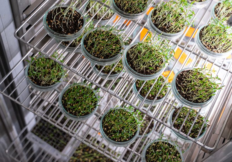 Trees | The Scientist