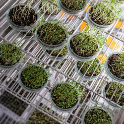 Photo of petri dishes on an incubator rack filled with soil and plant seedlings. 