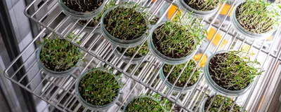 Photo of petri dishes on an incubator rack filled with soil and plant seedlings.