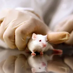 A scientist holds a white mouse on a reflective table while wearing a cream colored glove.