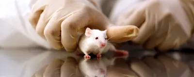 A scientist holds a white mouse on a reflective table while wearing a cream colored glove.