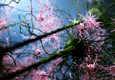 Artwork titled “Cherry Blossom Microglia” showing pink microglia and green neurons against a blue background in 3D. 