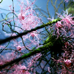 Artwork titled “Cherry Blossom Microglia” showing pink microglia and green neurons against a blue background in 3D. 
