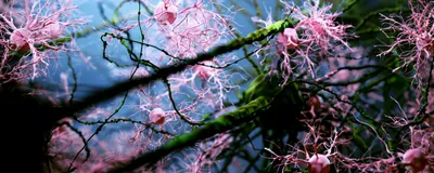 Artwork titled “Cherry Blossom Microglia” showing pink microglia and green neurons against a blue background in 3D.