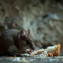 A grey mouse eats breadcrumbs in a dark basement.