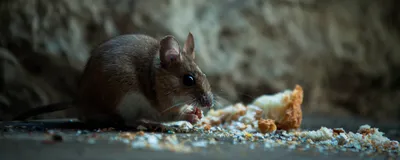 A grey mouse eats breadcrumbs in a dark basement.
