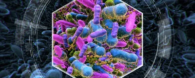 Graphic showing differently colored microorganisms as part of the gut microbiome