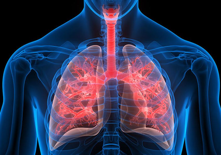 A 3D illustration of the human respiratory system, with the lungs shown in red. A 3D illustration of the human respiratory system, with the lungs shown in red.