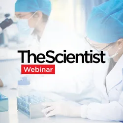 Automating Large-Scale Plasmid DNA Purification