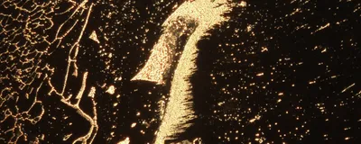 A dark-field microscopy image with golden particles that resemble a seahorse.