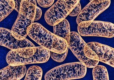 Image of multiple, orange-colored mitochondria against a dark blue background.