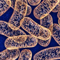 Image of multiple, orange-colored mitochondria against a dark blue background.