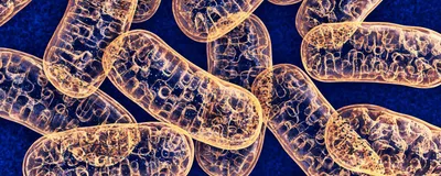 Image of multiple, orange-colored mitochondria against a dark blue background.
