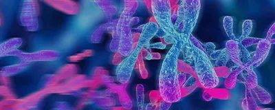 Image of chromosome structure with telomeres at the ends.