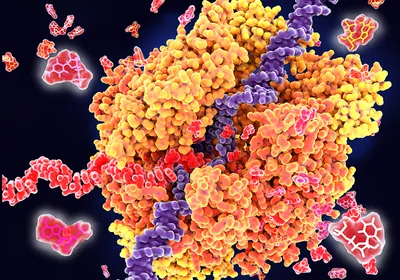 3D illustration of a bright yellow RNA polymerase in the middle of a black background bound to purple RNA with a chain of red RNA extending out the side to the left. Red nucleotides surround the protein-nucleic acid hybrid. 