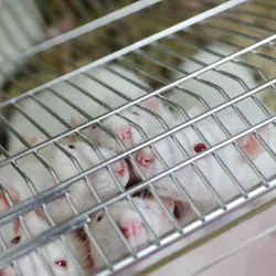 White rats crowd to the top of a cage in a laboratory.