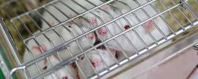 White rats crowd to the top of a cage in a laboratory.