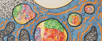 An artistic representation of autophagy inspired by transmission electron microscopy imagery.
