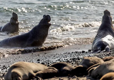 Healthy Northern elephant seals play in the water and lie on the beach at Año Nuevo State Park.