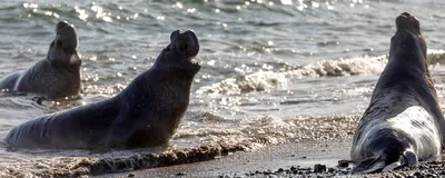 Healthy Northern elephant seals play in the water and lie on the beach at Año Nuevo State Park.