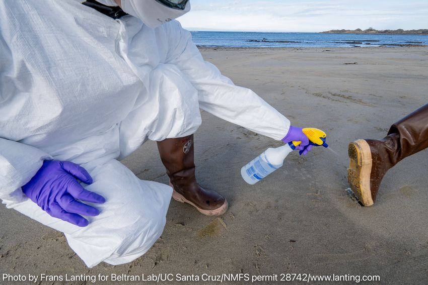 One researcher covered head-to-toe in a white PPE suit wears purple gloves and black boots as they spray the bottom of another researcher’s boot with disinfectant spray on the beach at Año Nuevo State Park.