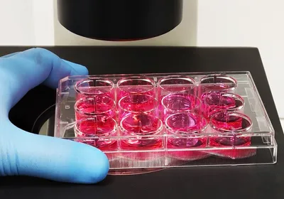 A scientist using a microscope to monitor 2D cell cultures