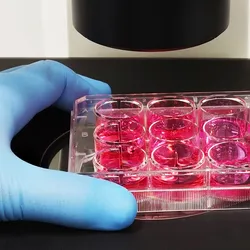 A scientist using a microscope to monitor 2D cell cultures