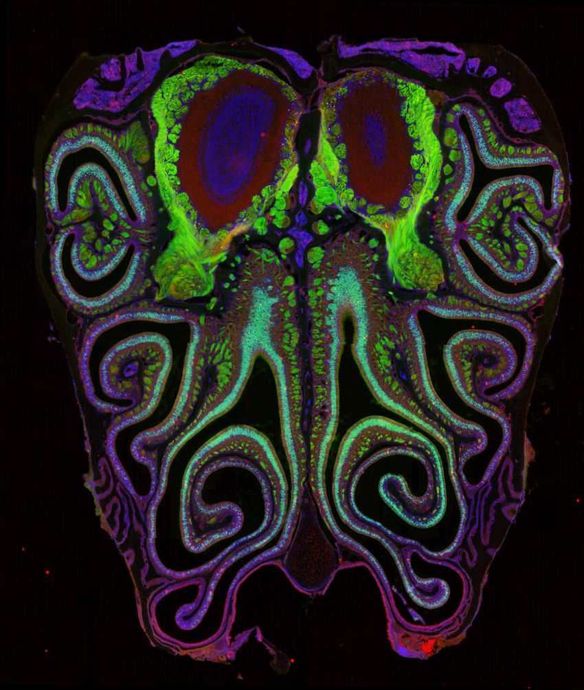 Fluorescent microscopy image of the inside of a mouse’s nose. Smell receptors are labeled with green fluorescent protein and are dotted throughout the scroll-like anatomy of the organ. At the edges, cells labeled in red represent dying neurons.