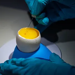 A hand in a blue glove holds a white chicken egg while a syringe is inserted into the yolk.
