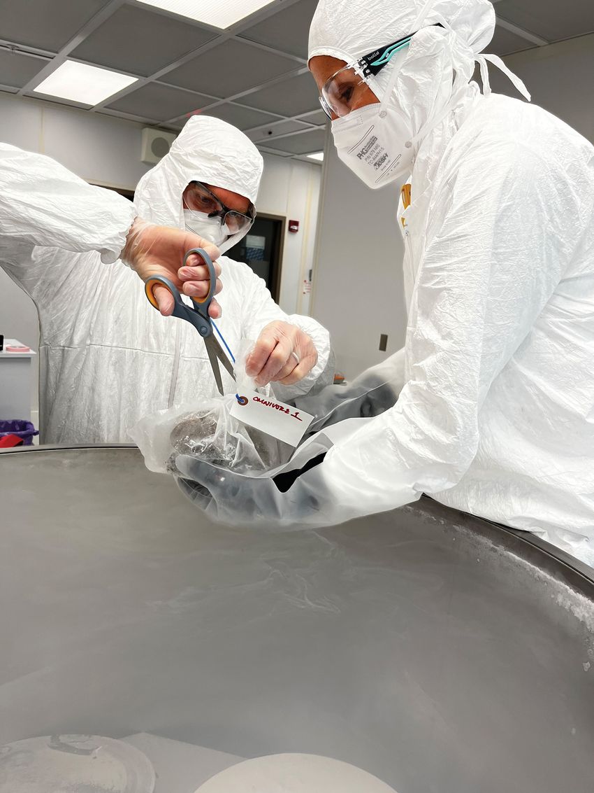 Two people wearing personal protective equipment handle frozen stool samples.