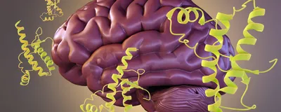 A pink brain is surrounded by yellow protein structures, representing the misfolded PrP protein that causes prion disease. 
