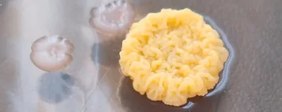 Image of a bright yellow noodle-like bacterial colony growing on an agar plate. There are three smaller white and mucoid colonies next to it.