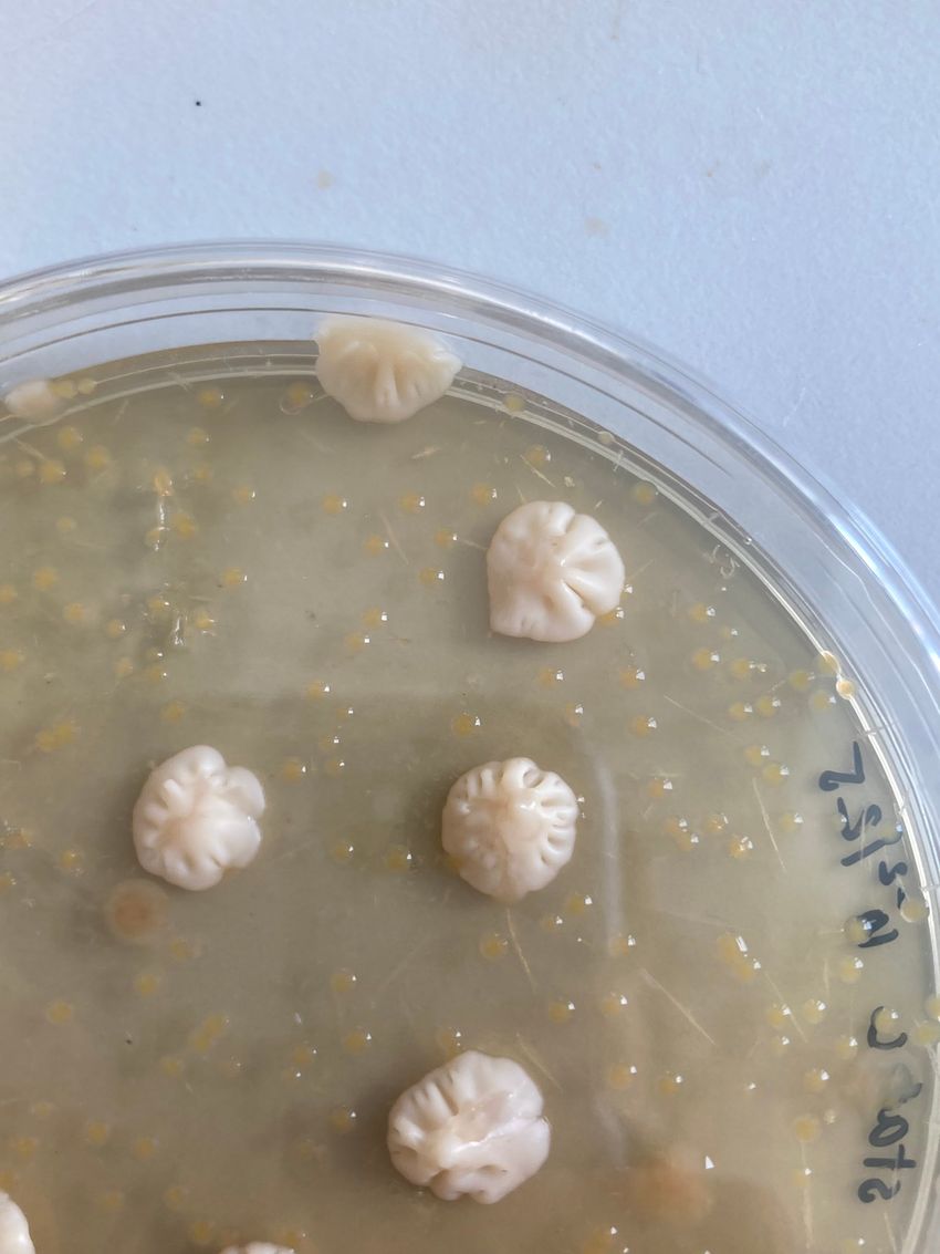 Image of white, dumpling-like bacterial colonies on an agar plate.