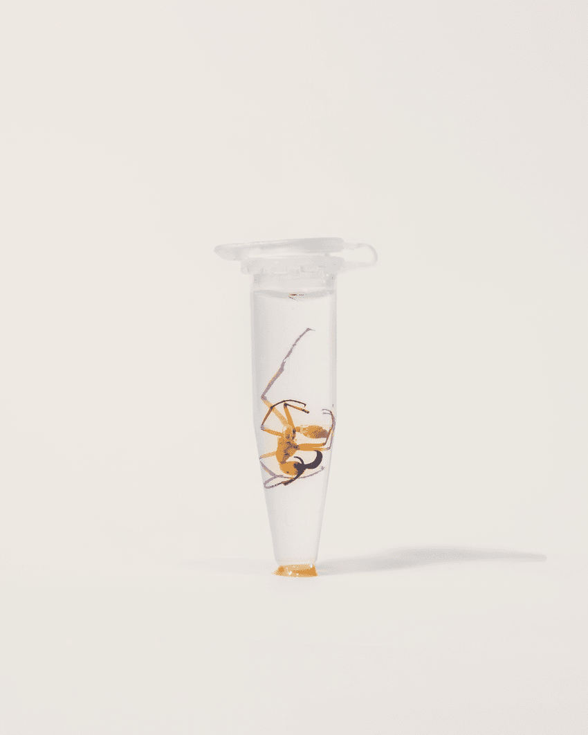A clear tube filled with ethanol and a preserved army ant.