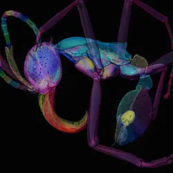 Rendered image of an ant are highlighted here in the 3D model through the different colors. The process to annotate these from a micro-CT scan is called segmentation.