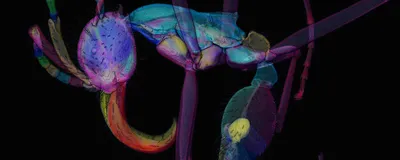 Rendered image of an ant are highlighted here in the 3D model through the different colors. The process to annotate these from a micro-CT scan is called segmentation.