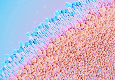 Image of the phospholipid structure of the cell membrane.