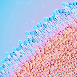 Image of the phospholipid structure of the cell membrane.