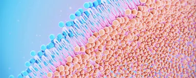 Image of the phospholipid structure of the cell membrane.