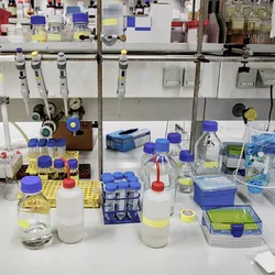 Image of a biological laboratory benchtop.