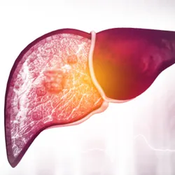 A liver with a diseased part is shown on the left and a healthy part is shown on the right.