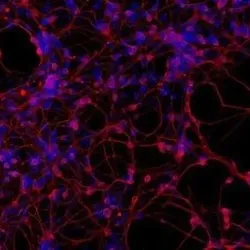 Neurons that can be stimulated via optogenetics using blue light.