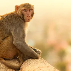 Macaque monkey at sunset, signifying a monkey in which researchers modulated neurons with optogenetics. 