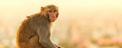 Macaque monkey at sunset, signifying a monkey in which researchers modulated neurons with optogenetics. 