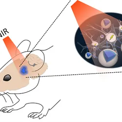 Schematic showing how near-infrared light can pass through brain tissue and activate neurons via nanoparticles.