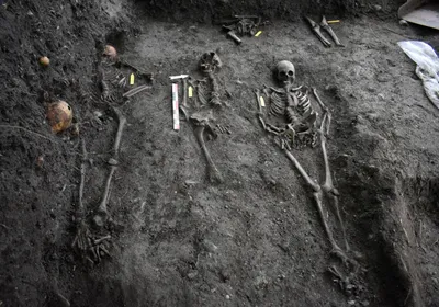 Skeletons exposed during a research excavation in a medieval cemetery in Stavanger, Norway.